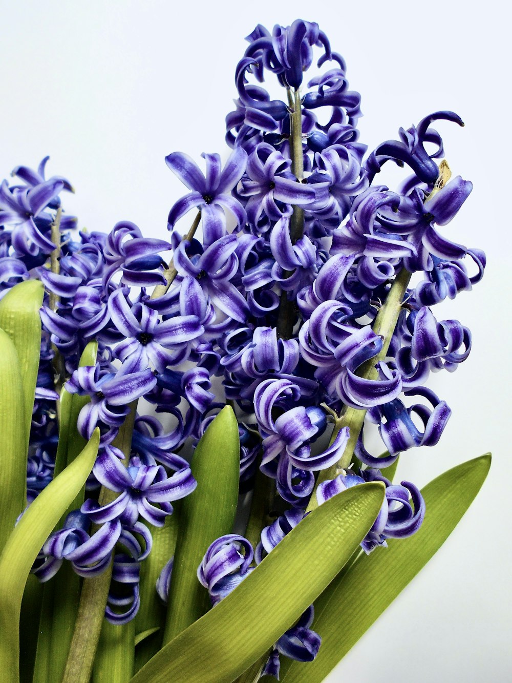 a bunch of purple flowers with green stems