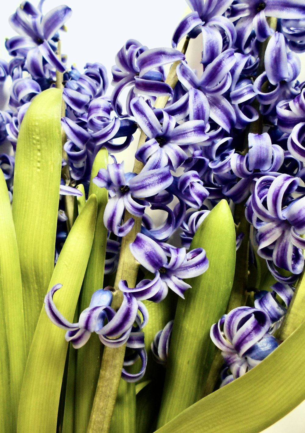 a bunch of purple flowers with green stems