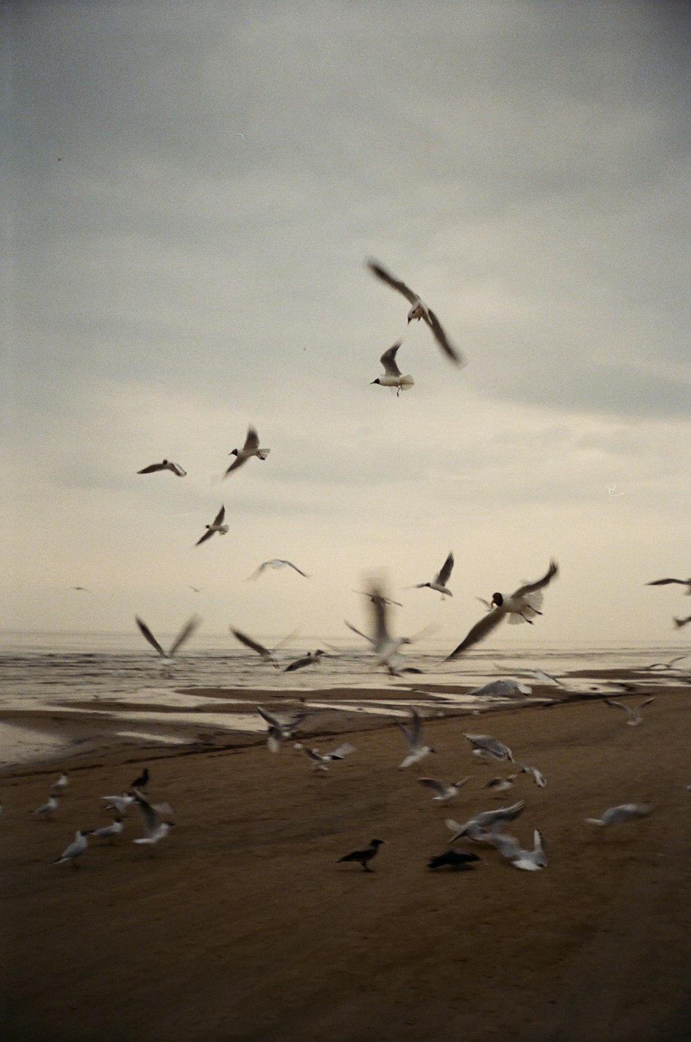 a flock of birds flying over a sandy beach