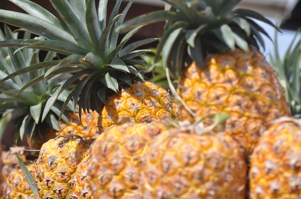 a group of pineapples sitting next to each other