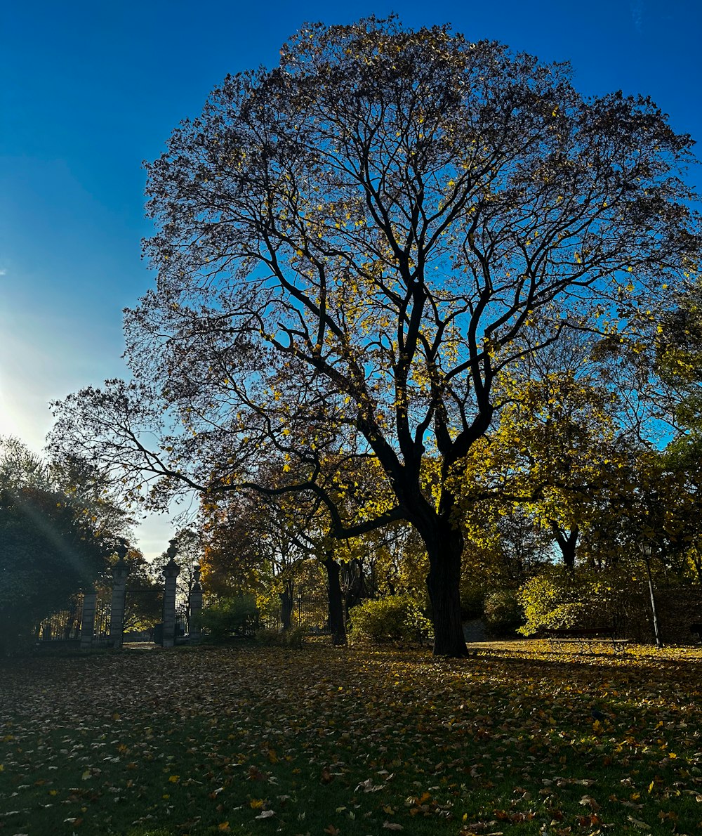 a large tree in the middle of a park