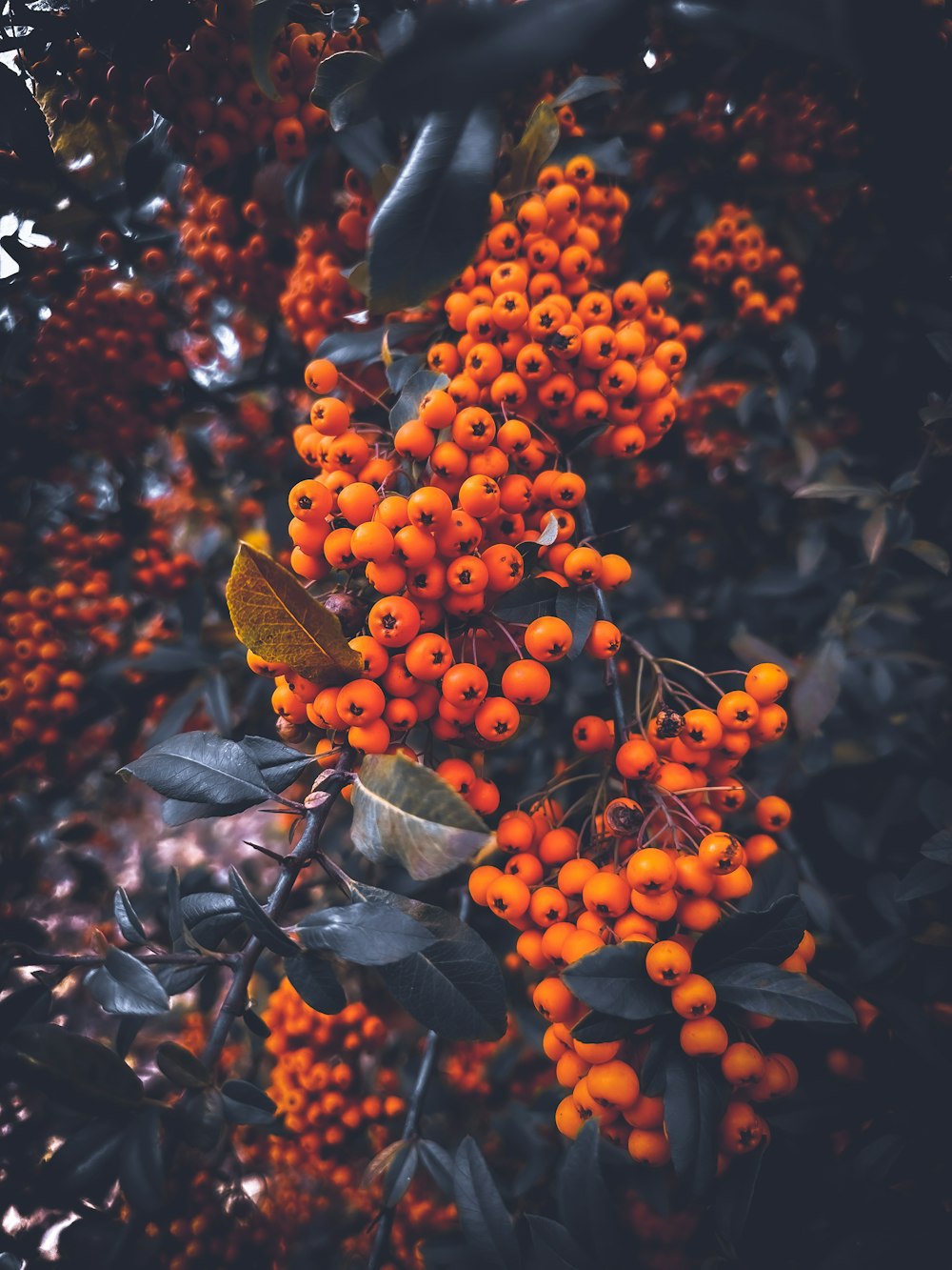 un manojo de bayas de naranja colgando de un árbol