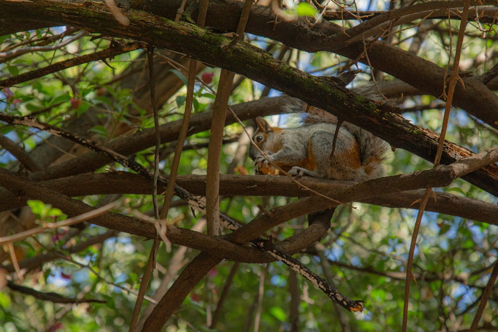 una ardilla sentada en una rama de un árbol