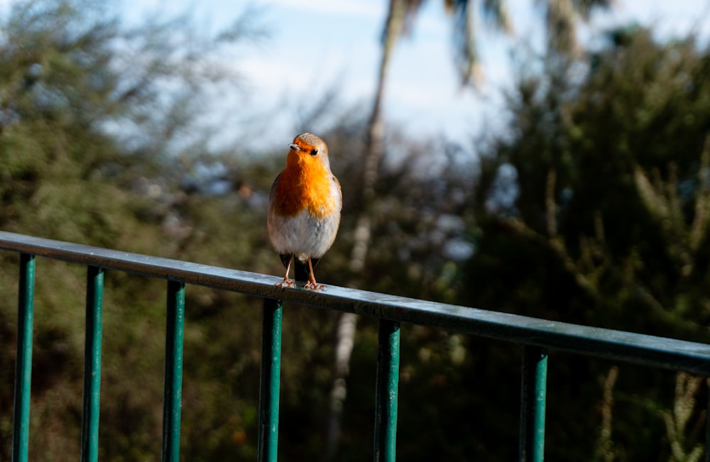 a small orange and white bird sitting on a railing