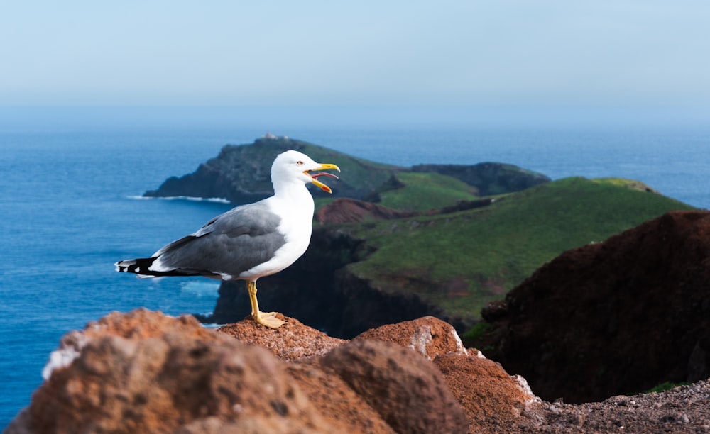 a seagull sitting on top of a rock near the ocean
