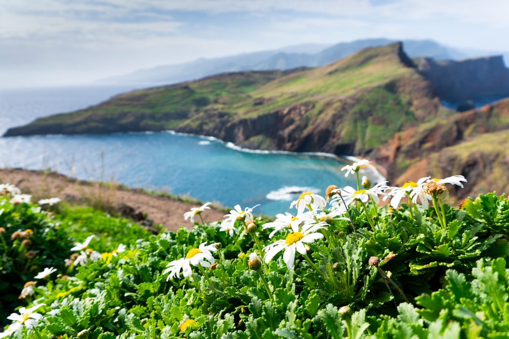 a bunch of flowers that are by the water