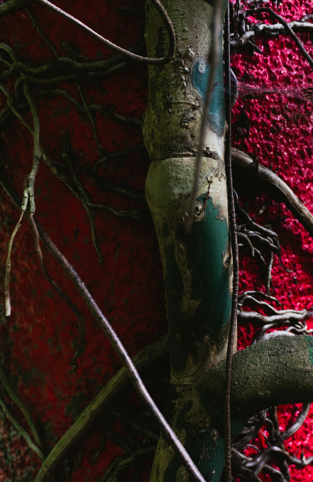 a tree that is next to a red wall