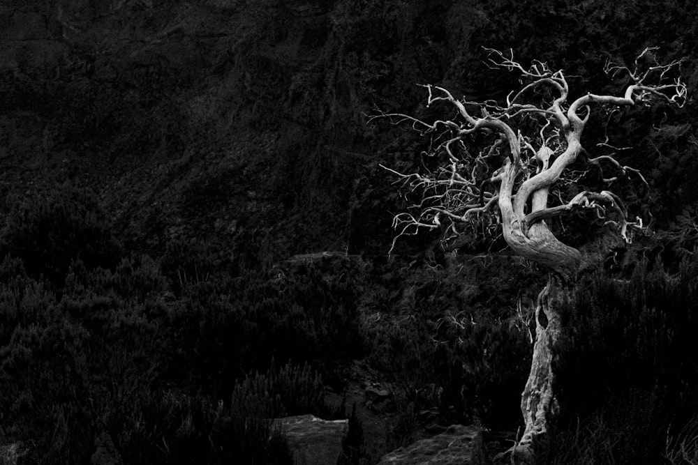 una foto in bianco e nero di un albero