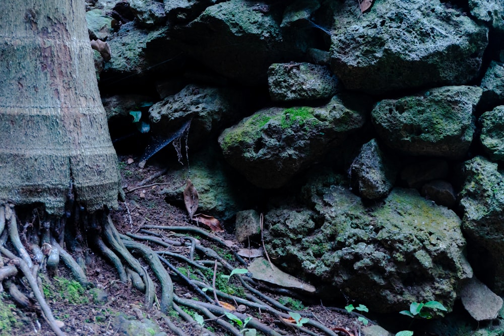 the roots of a tree are growing next to a rock wall