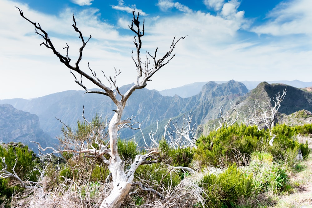 a dead tree on the side of a mountain