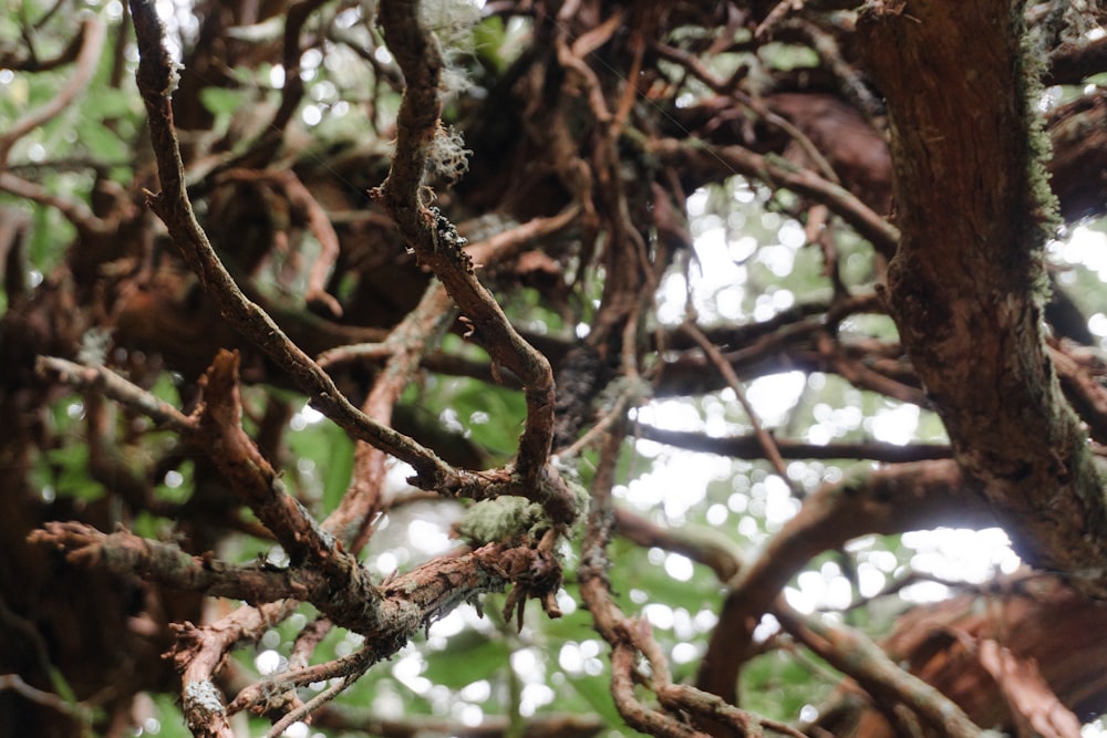 a bird is perched on a branch of a tree