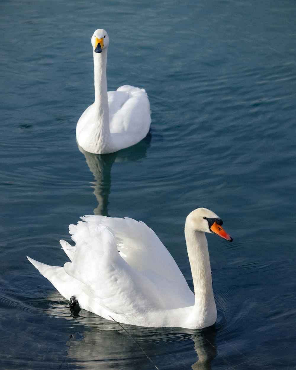 a couple of white swans floating on top of a lake