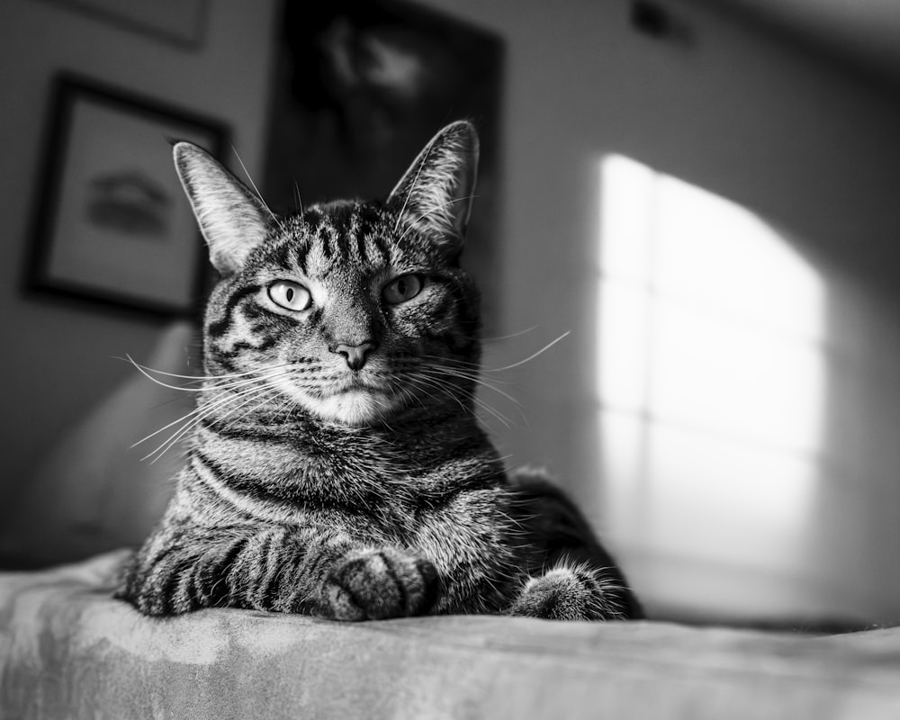 a black and white photo of a cat sitting on a bed