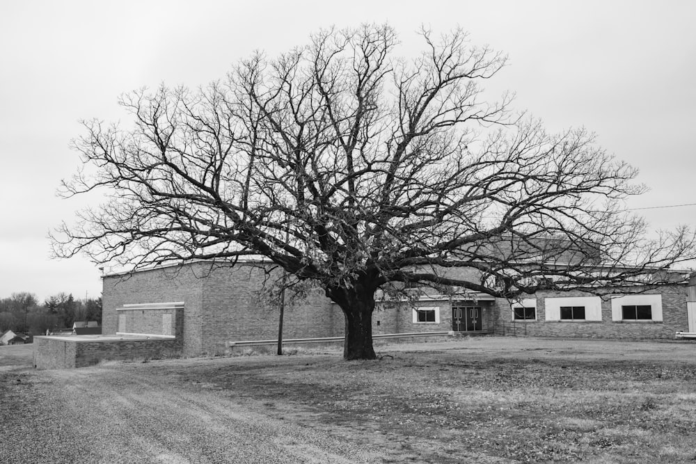 a black and white photo of a tree in front of a building