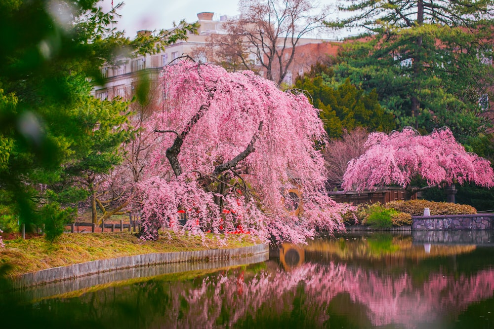 a tree with pink flowers near a body of water