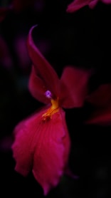 a close up of a flower with a black background