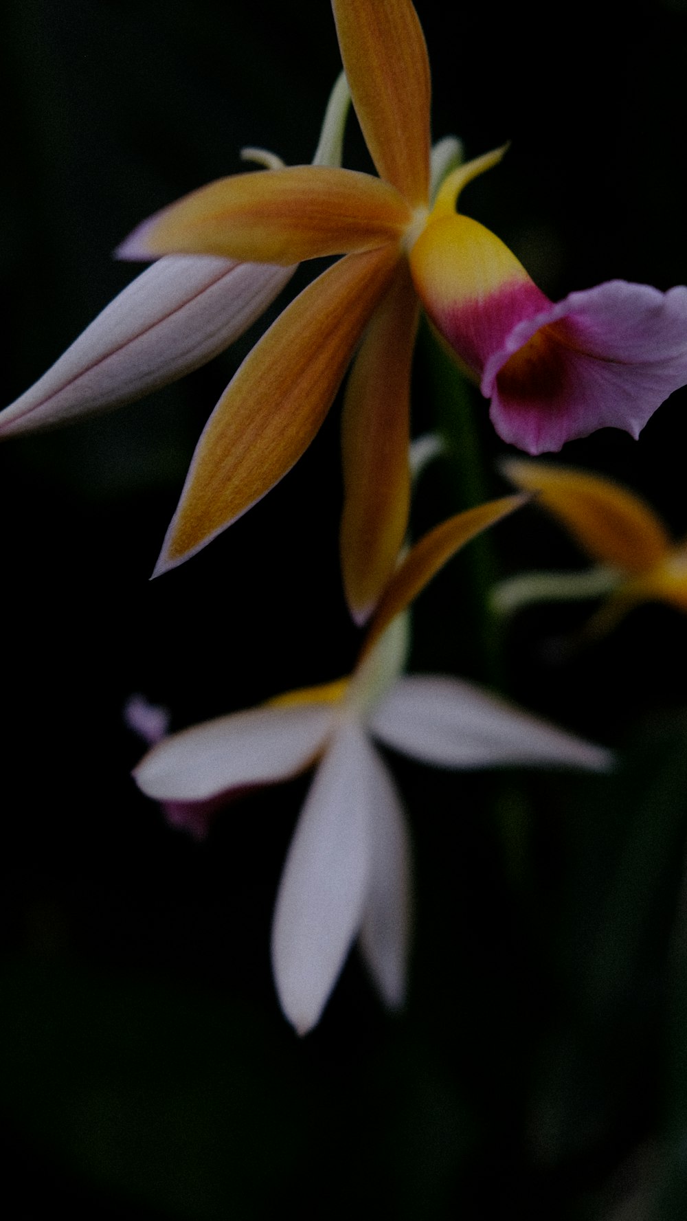 a close up of a flower with a black background