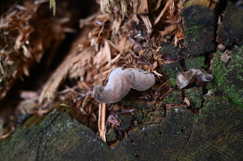 a group of mushrooms sitting on top of a tree stump