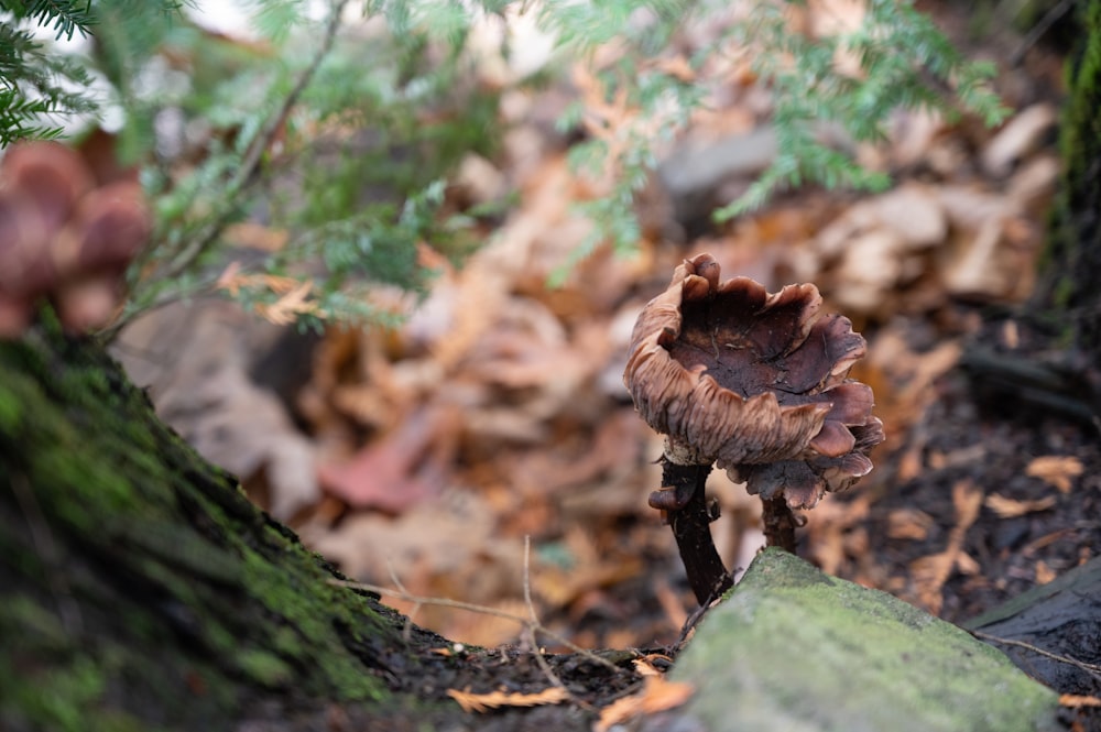 a close up of a mushroom on the ground