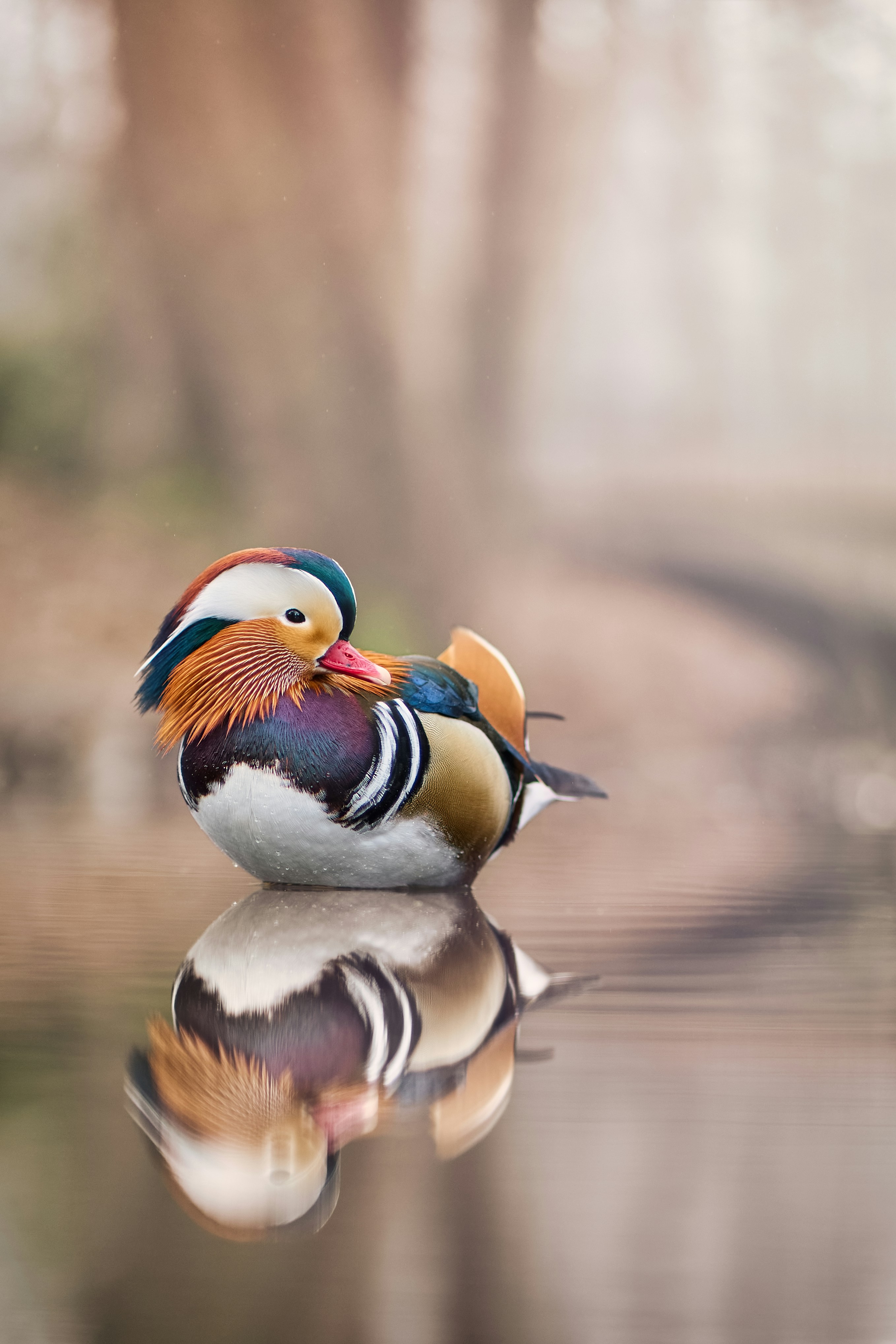 Mandarin Duck
