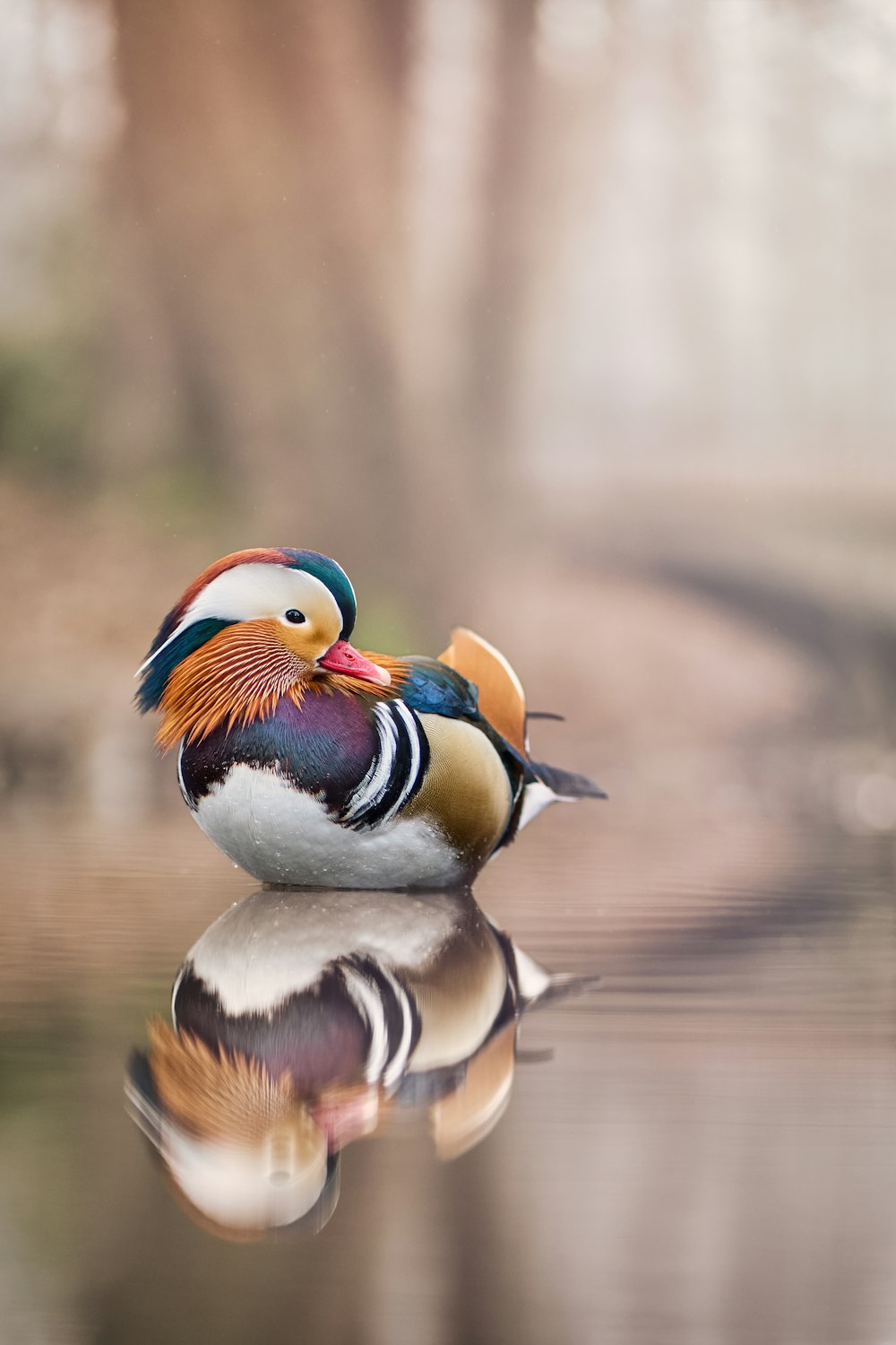 a colorful bird sitting on top of a body of water