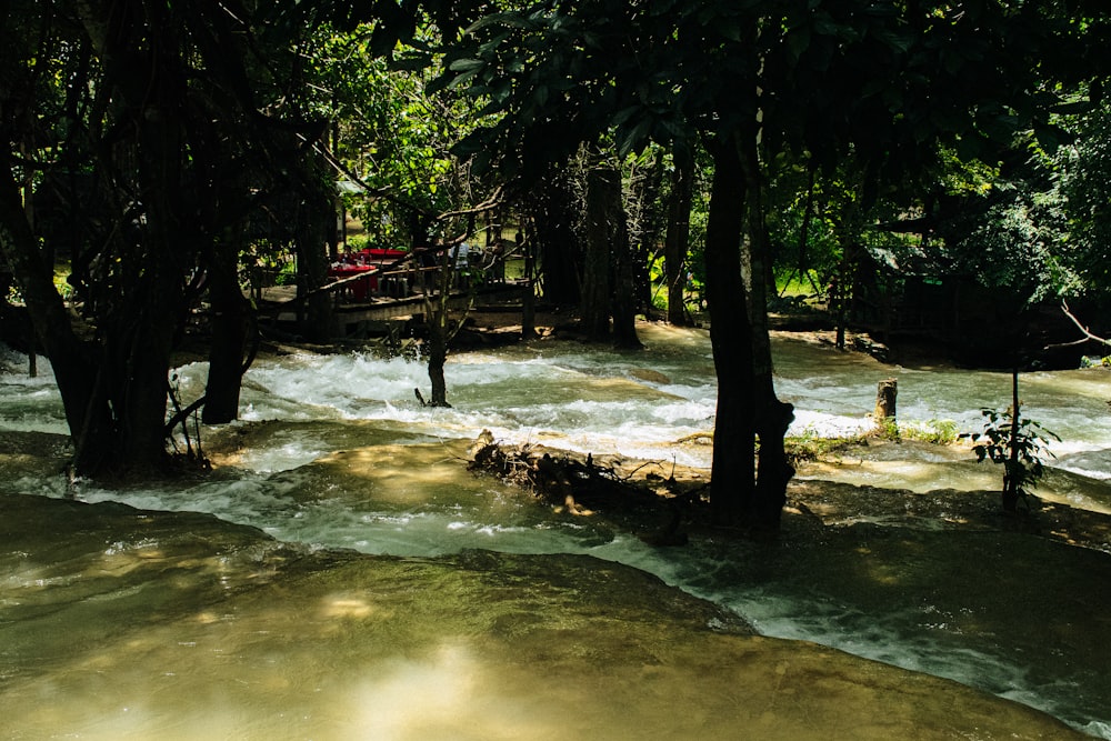 ein Fluss, der durch einen Wald voller Bäume fließt