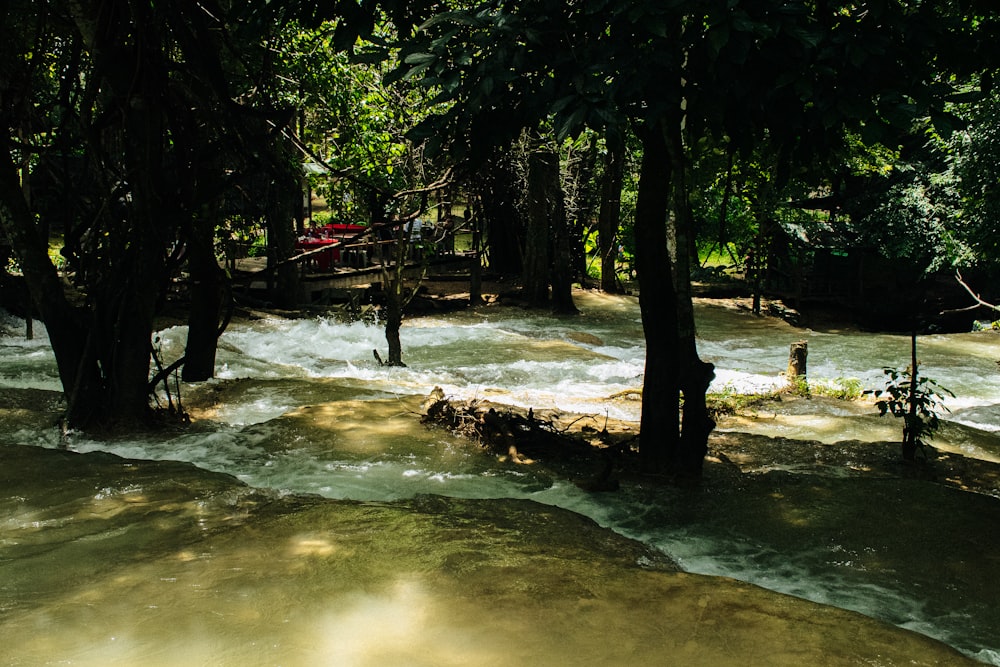 un río que corre a través de un bosque lleno de árboles