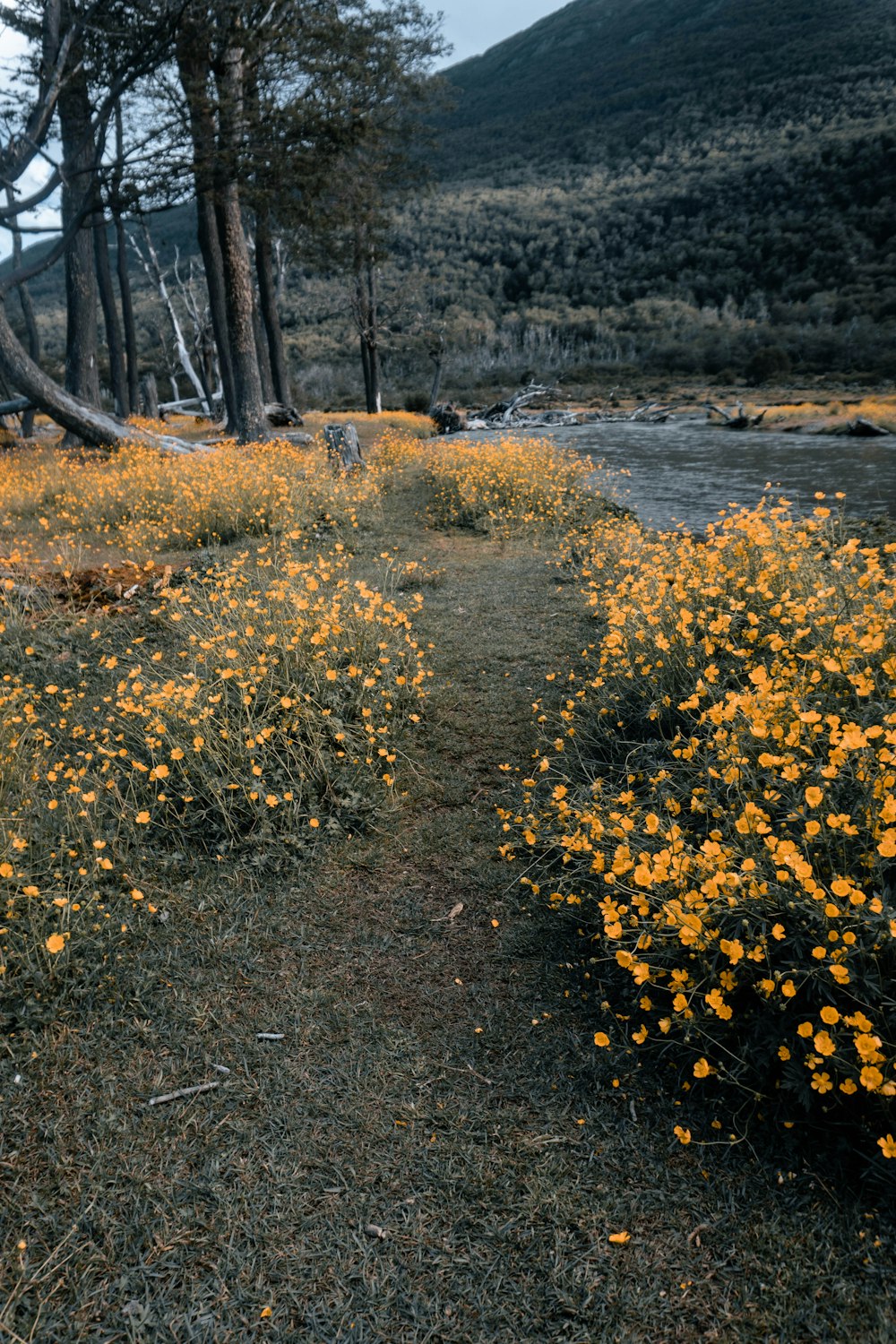 a path through a field of yellow flowers