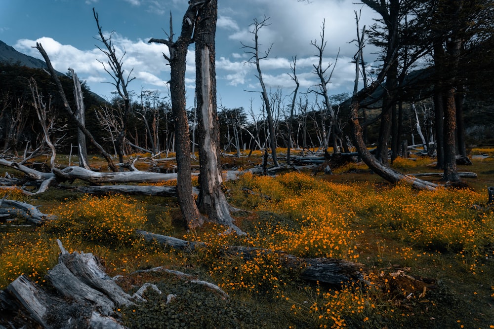 a forest filled with lots of trees and yellow flowers