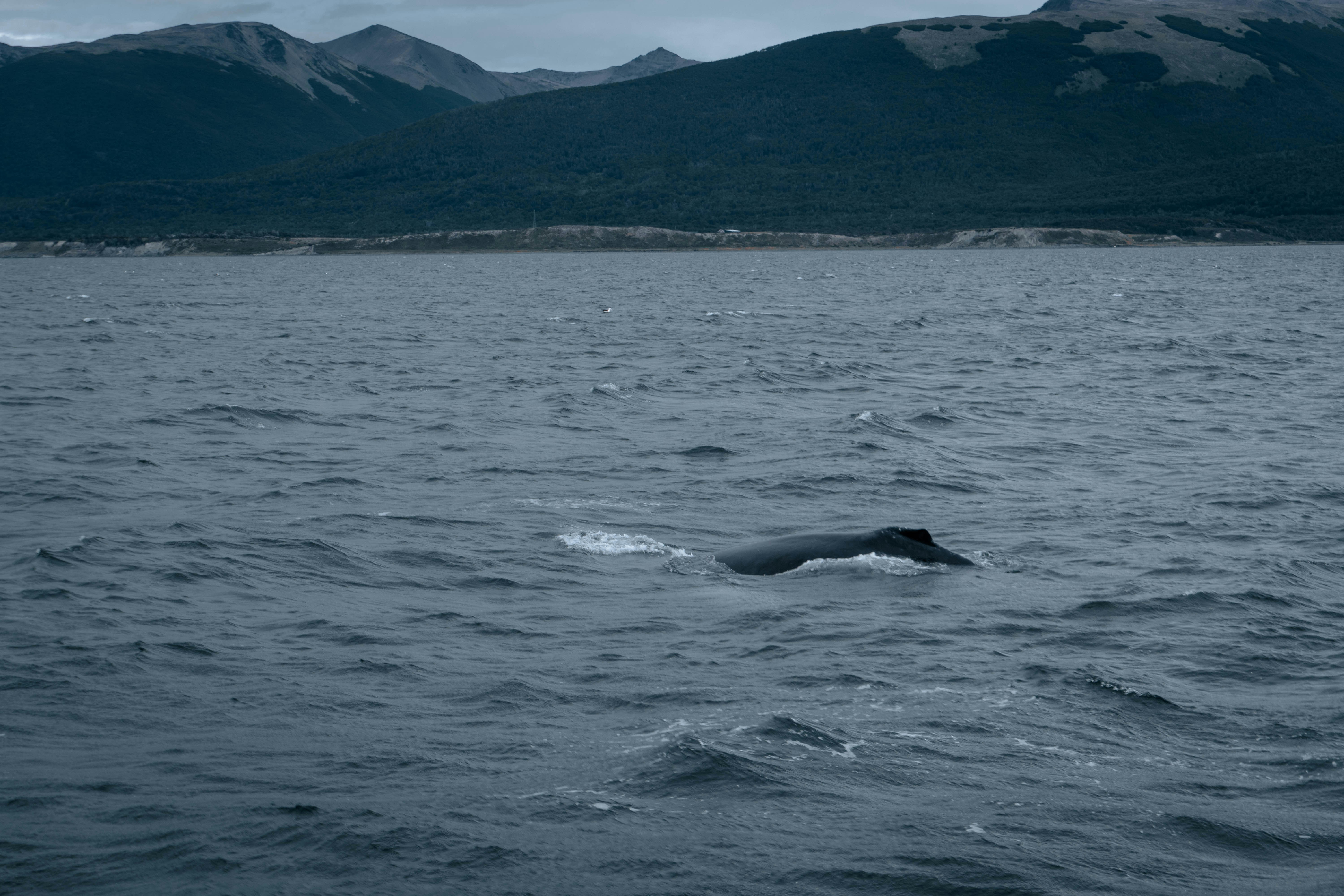 The Physics of Being Whale-Sized (image credits: unsplash)