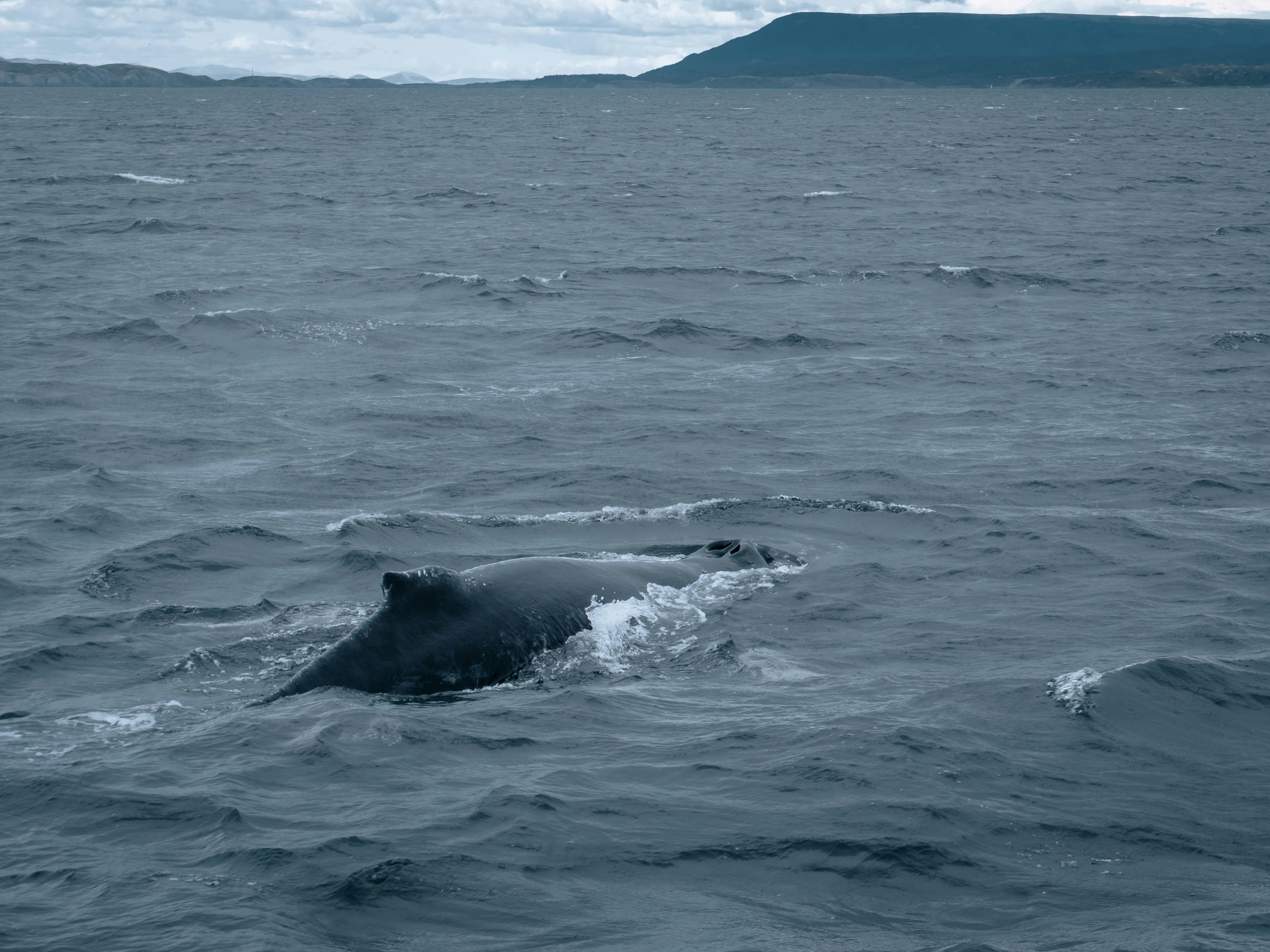 Migration Marathons: The Ultimate Endurance Test (image credits: unsplash)