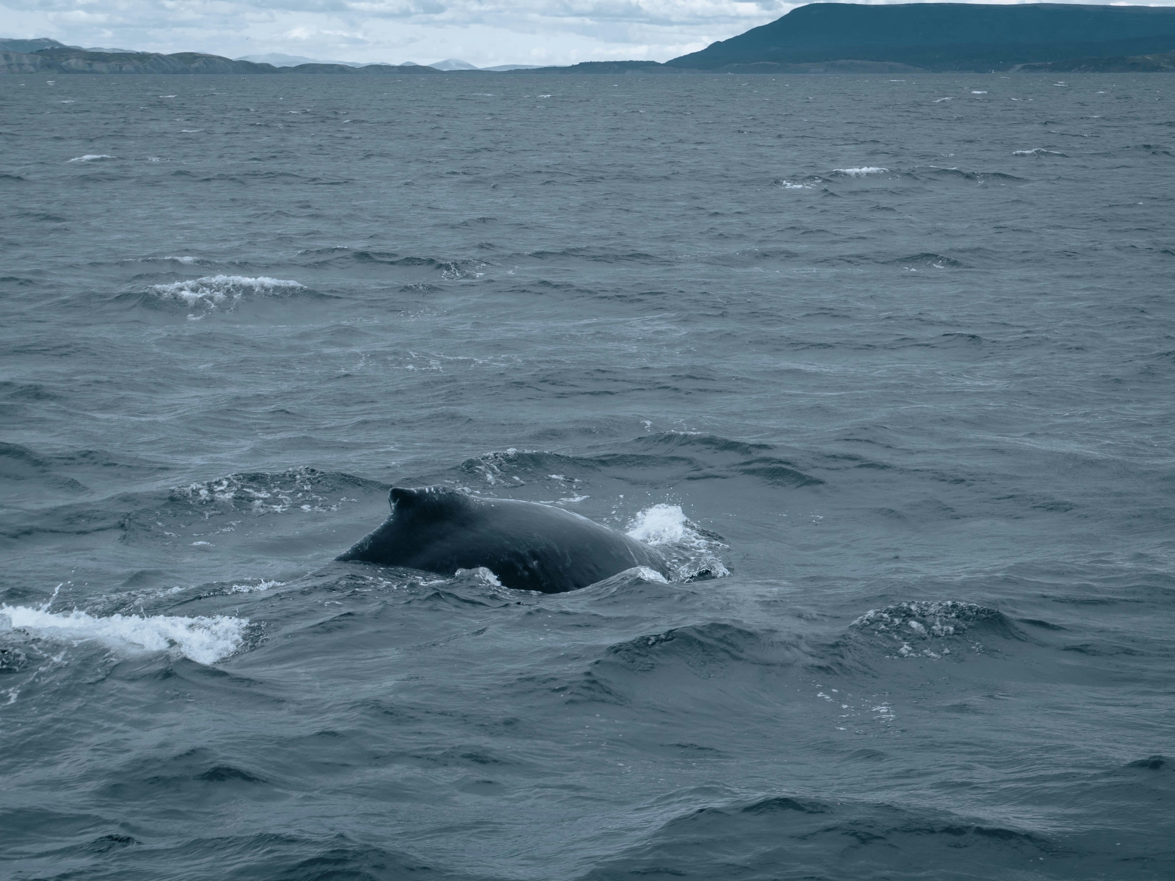 حوت الأحدب يغيّر نغمة أغنيته عند انضمام حوت آخر (المستوى B2) — a whale swimming in the ocean with a mountain in the background