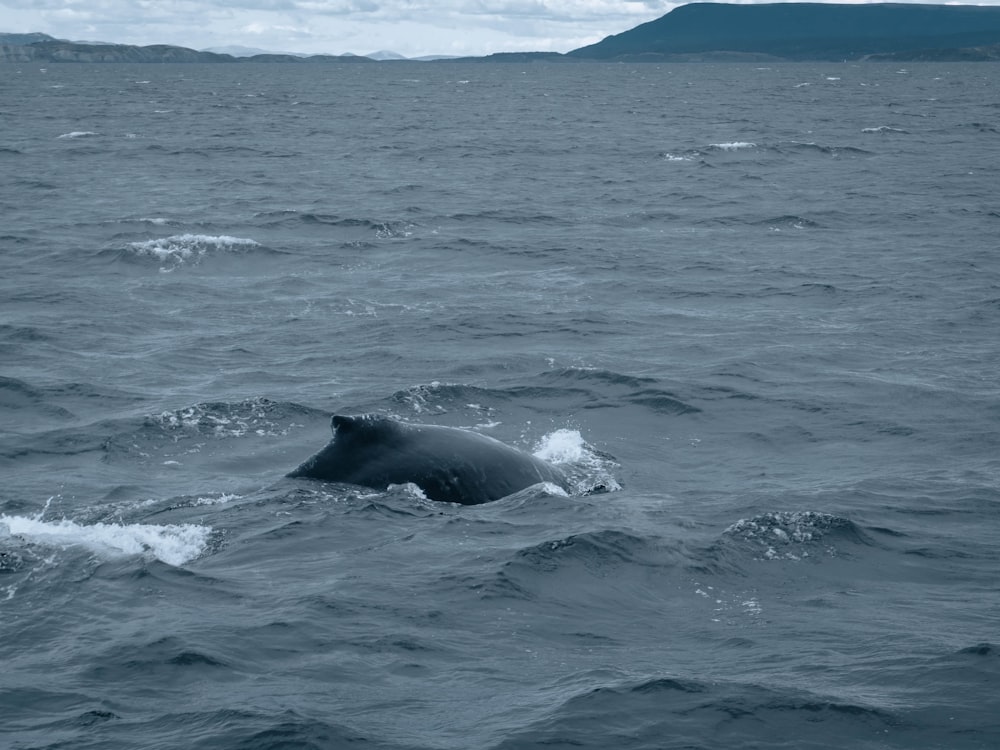 a whale swimming in the ocean with a mountain in the background