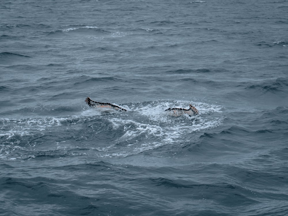 a couple of animals swimming in the ocean