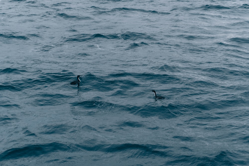 a couple of birds floating on top of a body of water