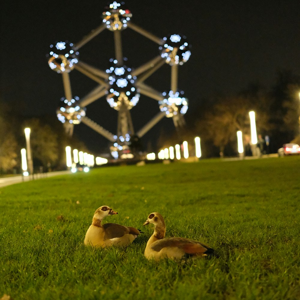 un par de patos sentados en la cima de un exuberante campo verde