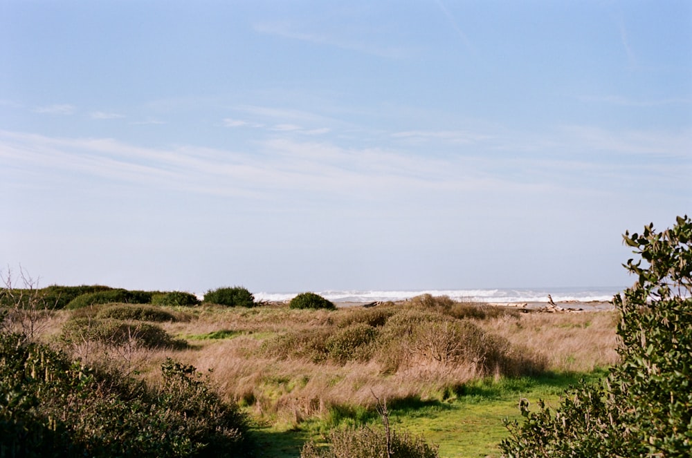 a grassy field with trees and a beach in the background