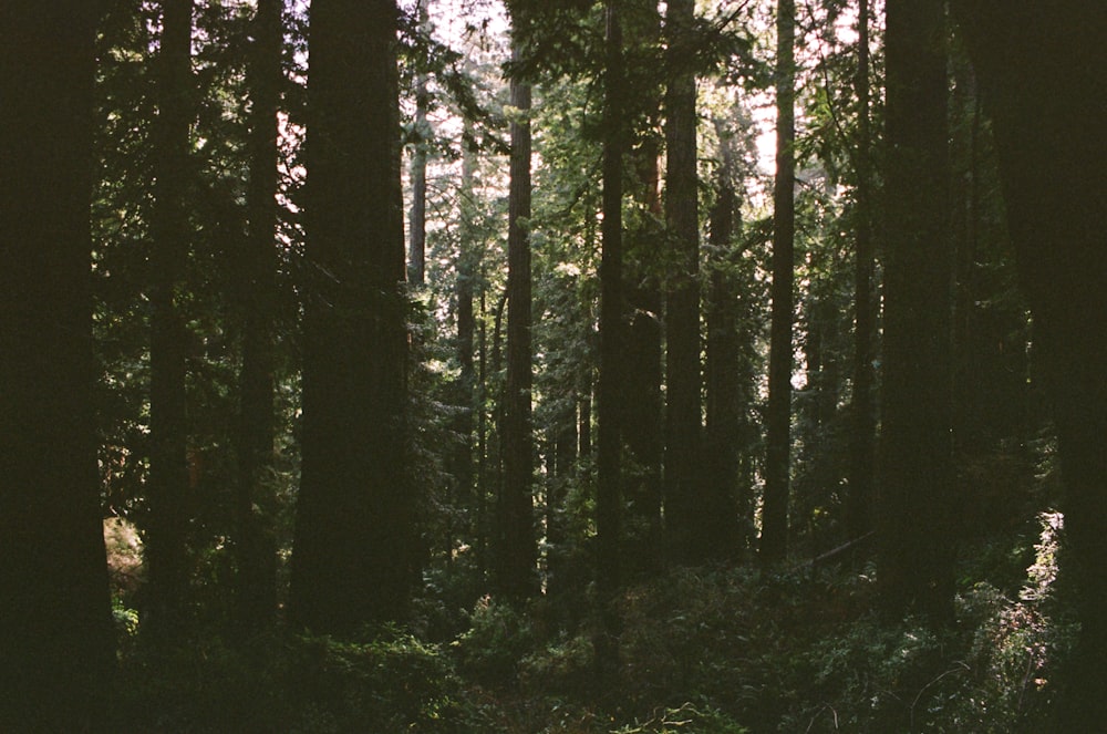 Un bosque lleno de muchos árboles altos