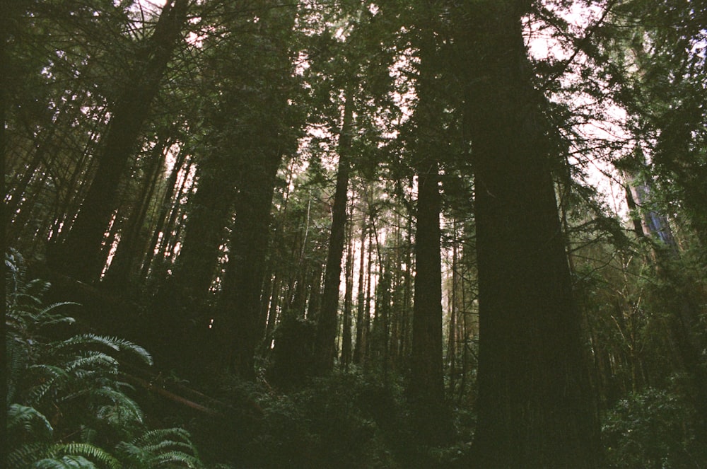 a forest filled with lots of tall trees