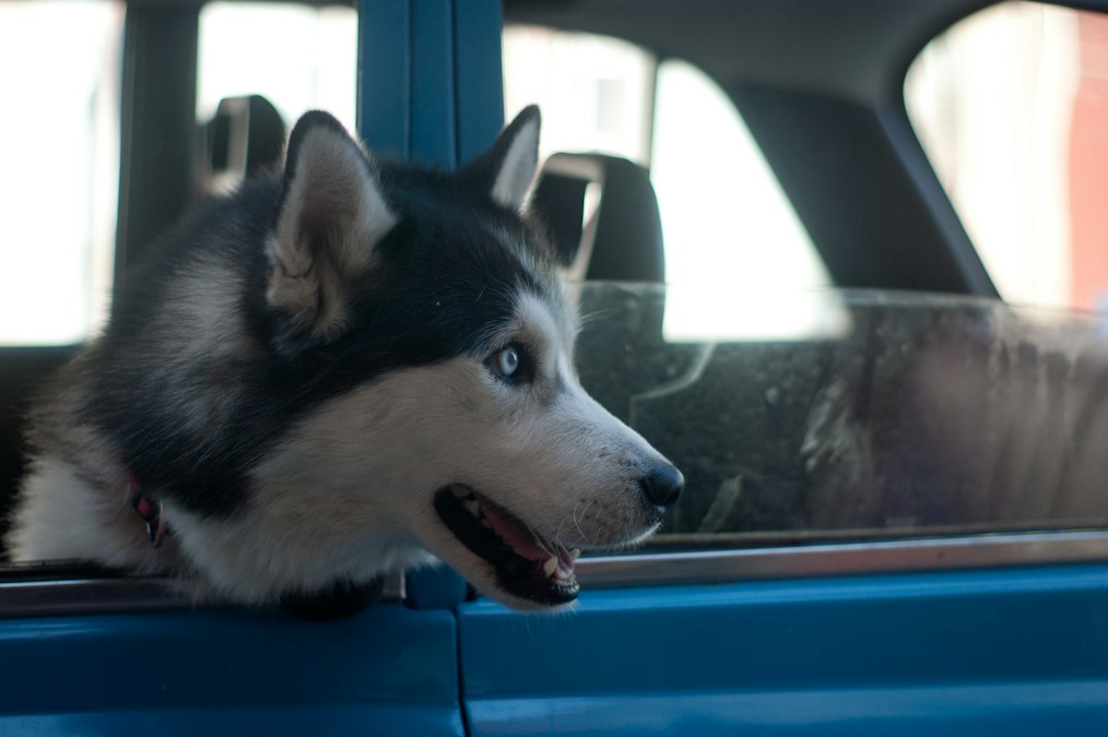 A husky sitting in the passenger seat of a car, illustrating the space a seat cover needs to accommodate for larger breeds