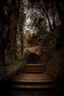 a set of stairs leading up to a forest