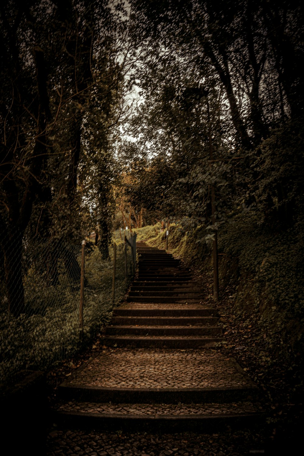 a set of stairs leading up to a forest