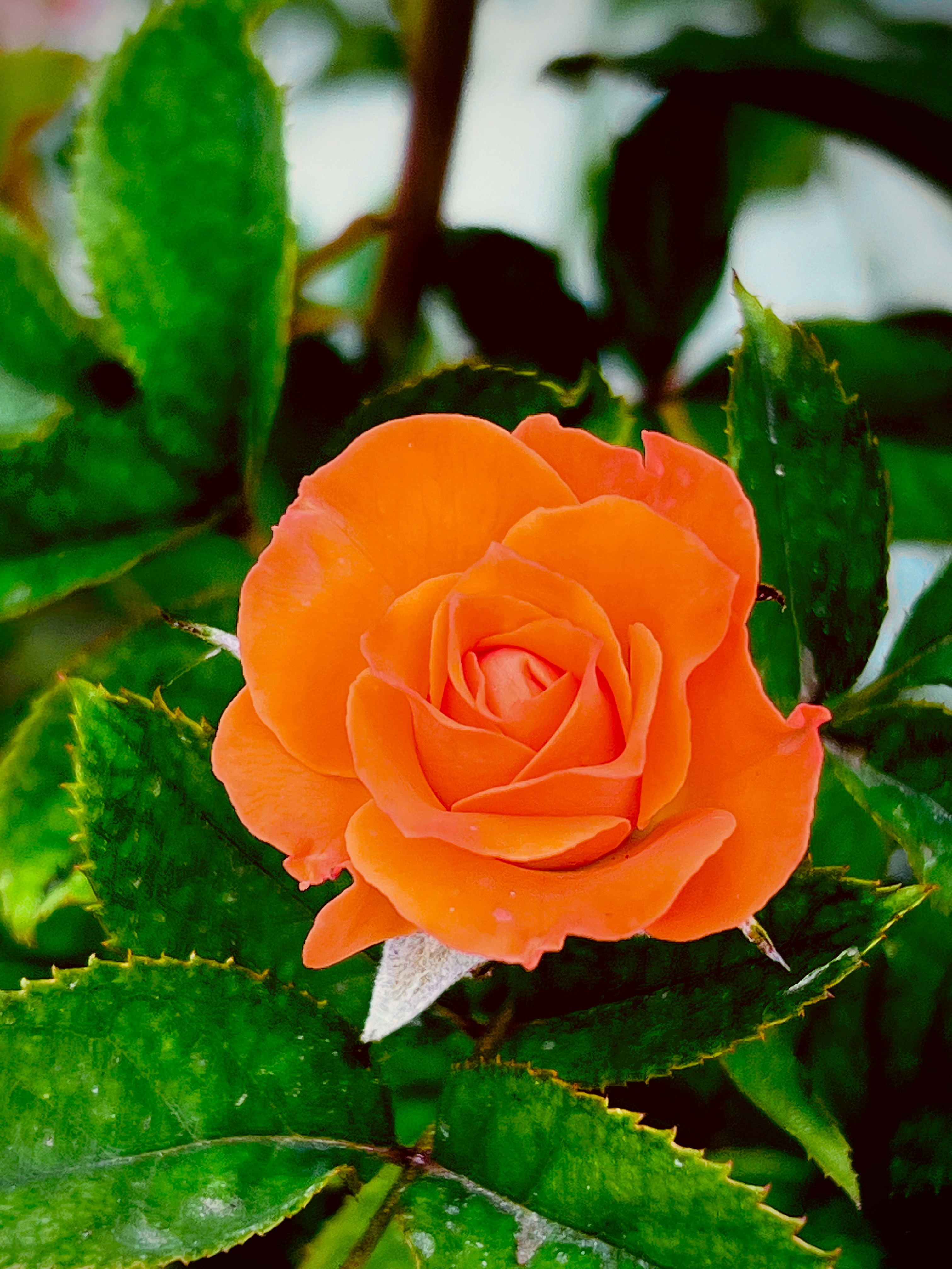 Photo by thanhliem178