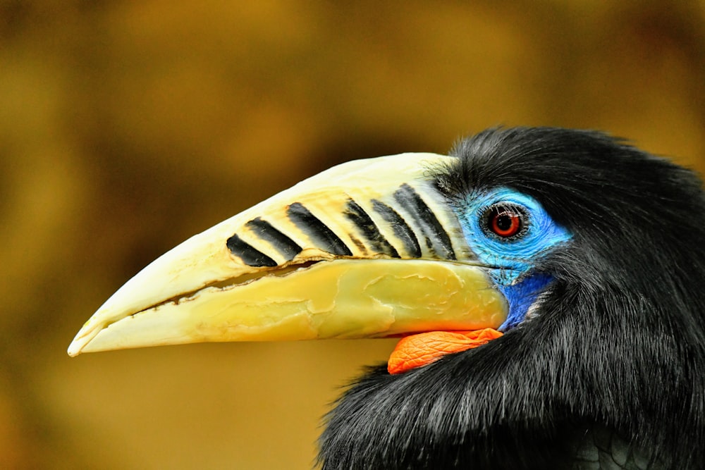 a close up of a bird with a very colorful beak