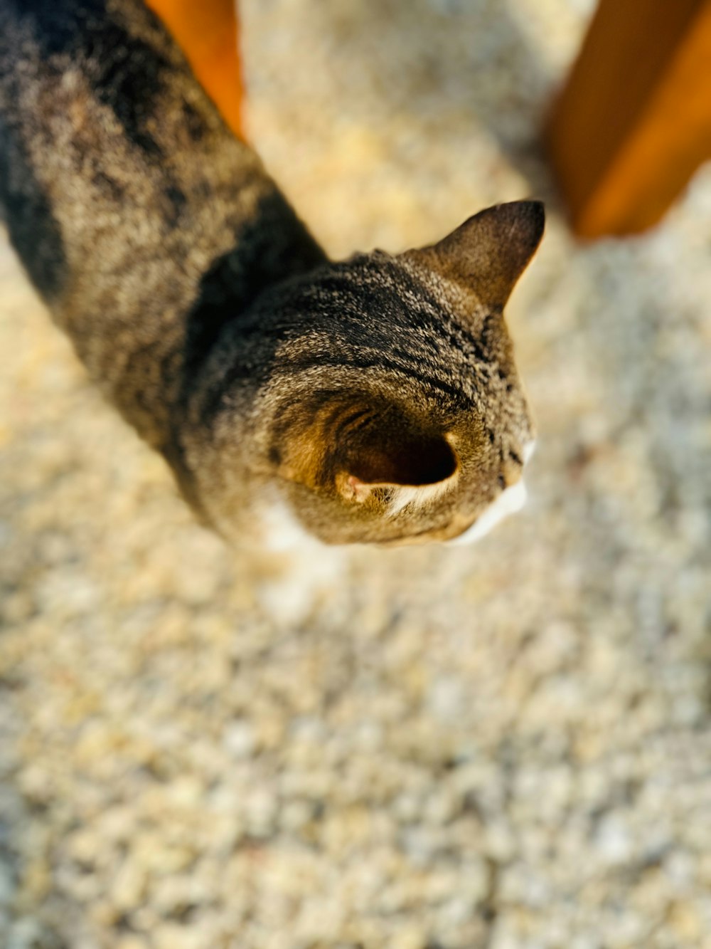 a close up of a cat looking up at something