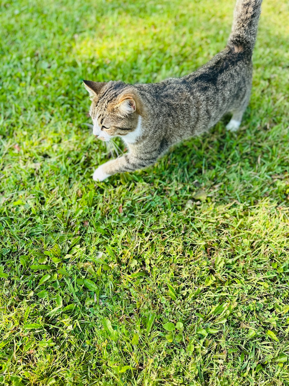 a cat walking across a lush green field