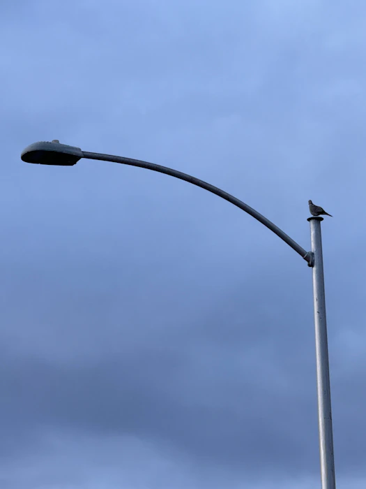 a street light with a bird sitting on top of it