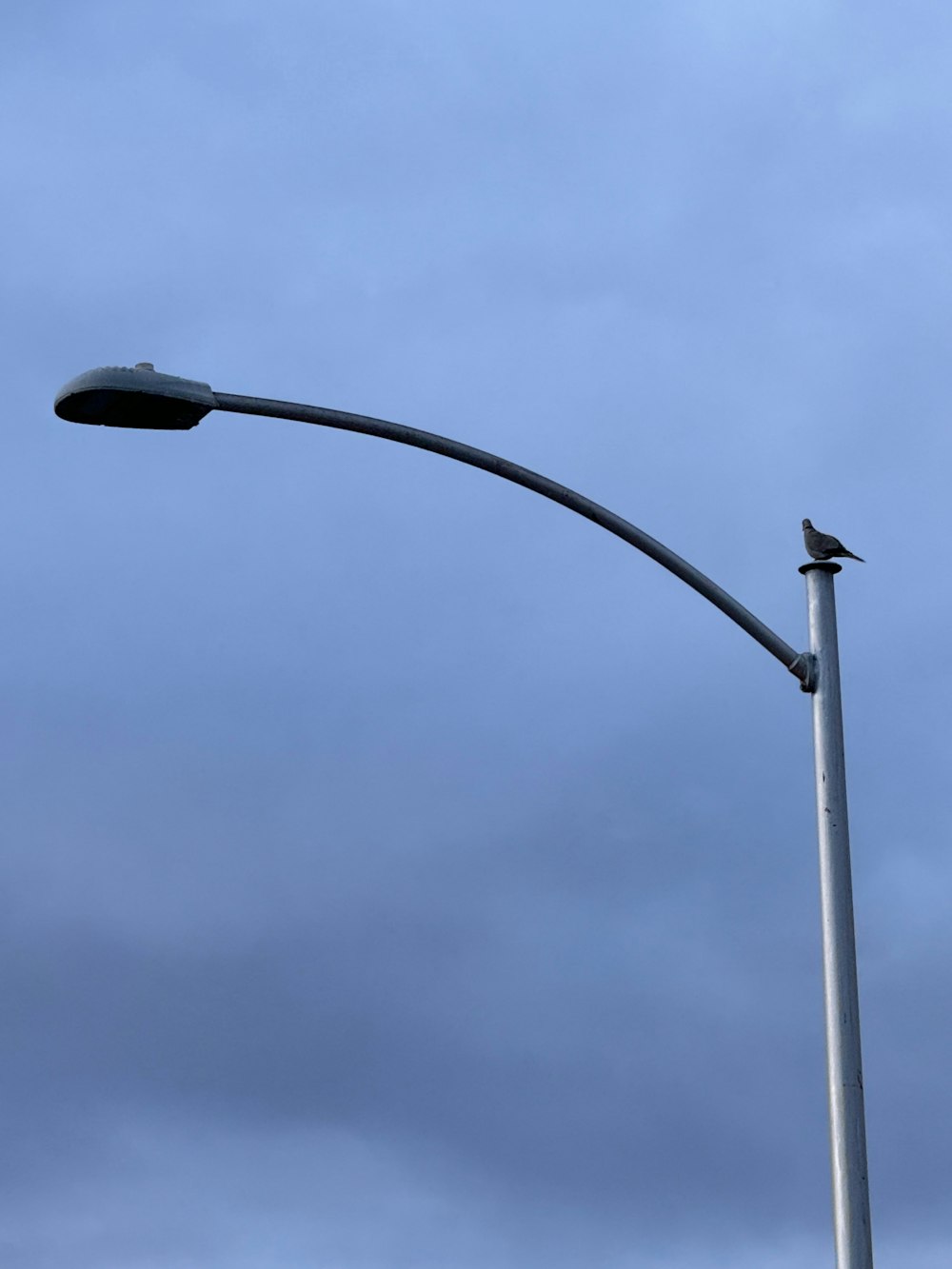 鳥が乗った街灯