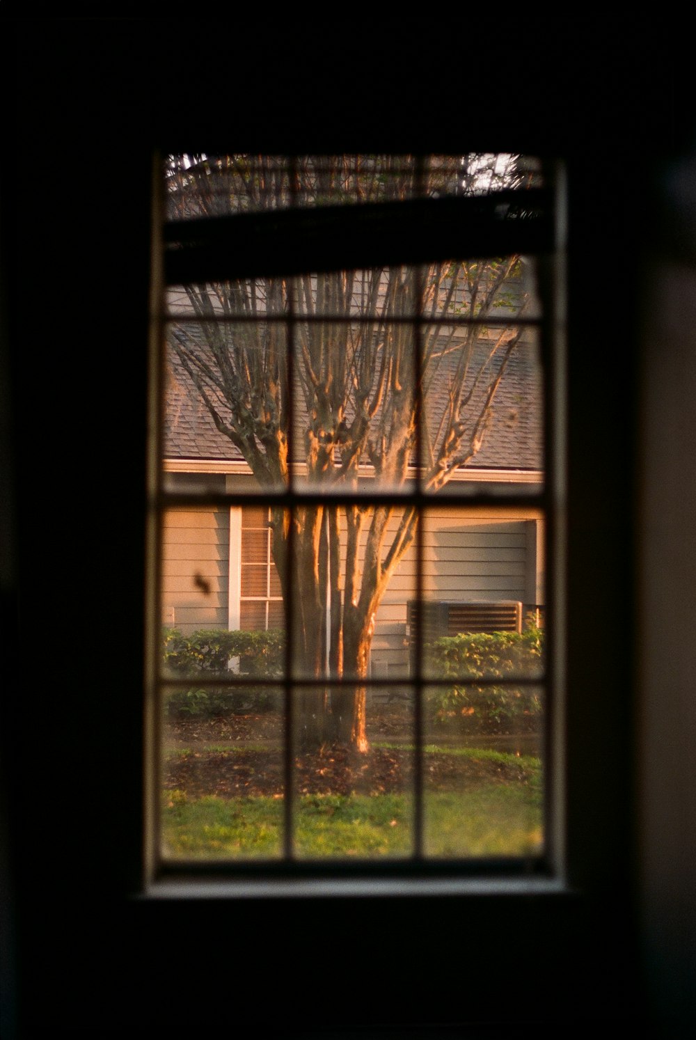 a view of a tree through a window