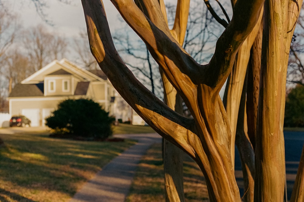 a tree with a house in the background